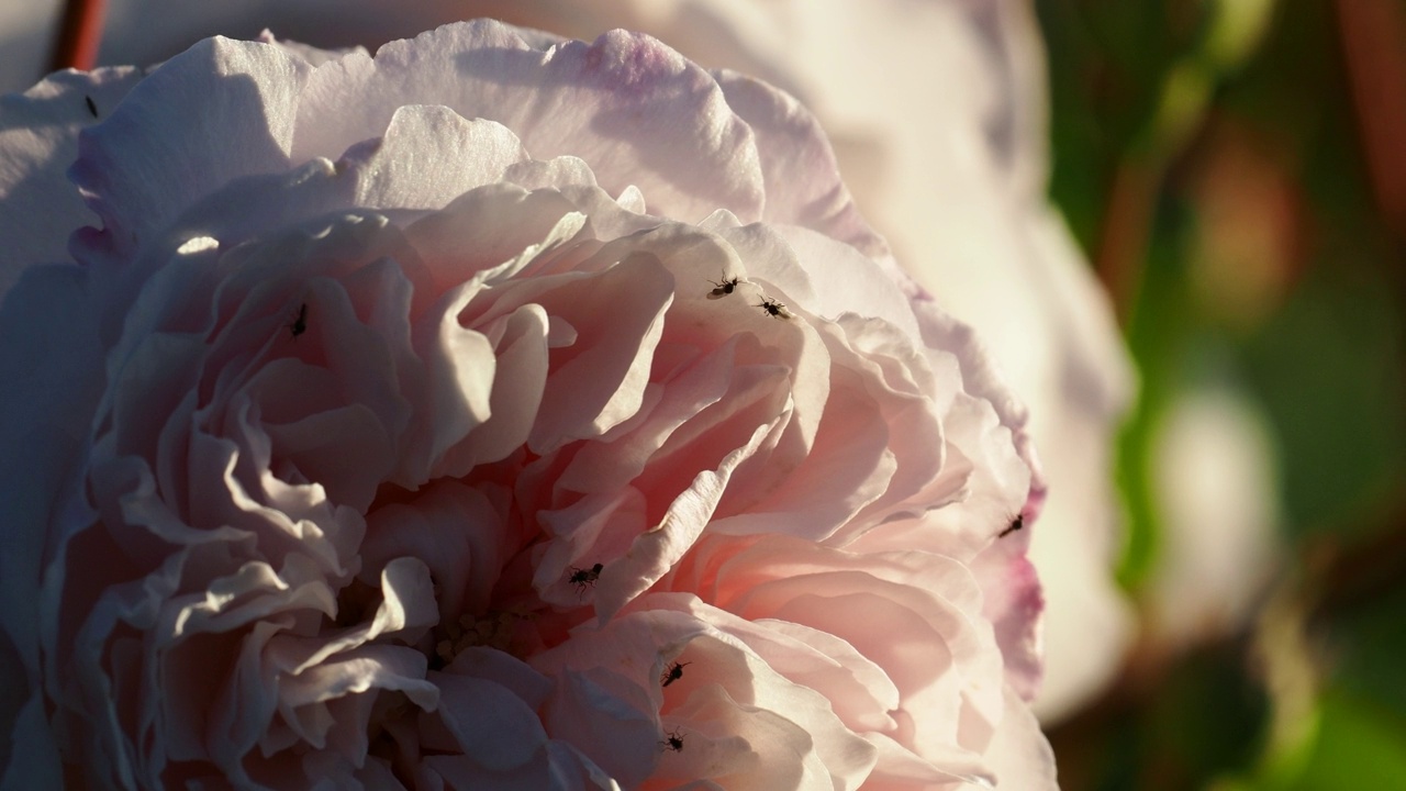 在英国湖区安布尔赛德的花园里，粉红色的玫瑰上有小苍蝇。视频素材