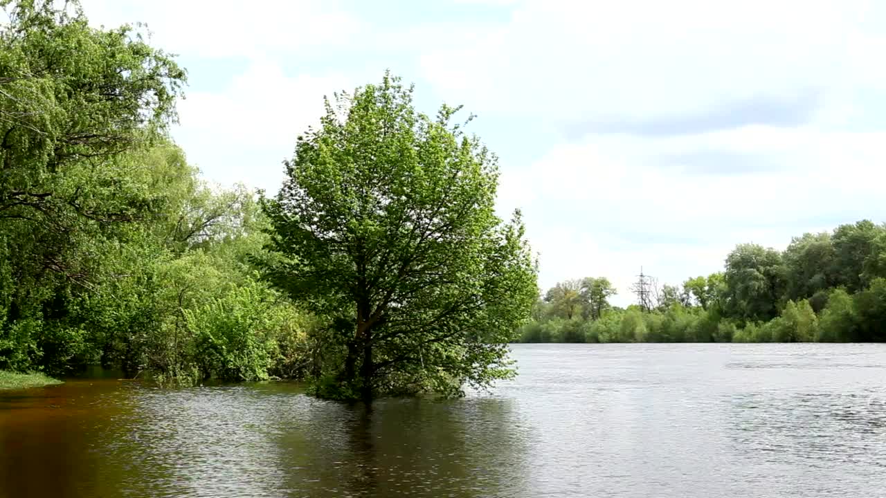 美丽的树孤零零地站在春天洪水泛滥的河岸上，在阳光明媚的日子里。视频素材