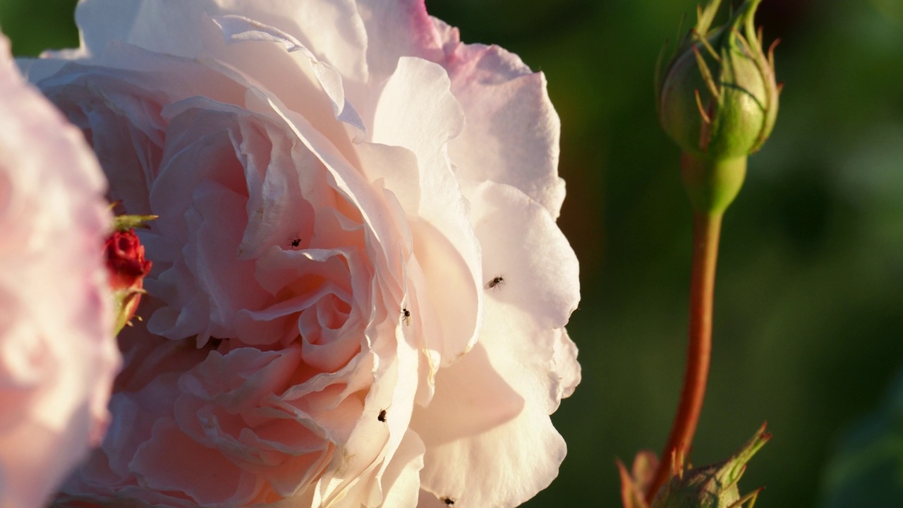 在英国湖区安布尔赛德的花园里，粉红色的玫瑰上有小苍蝇。视频素材