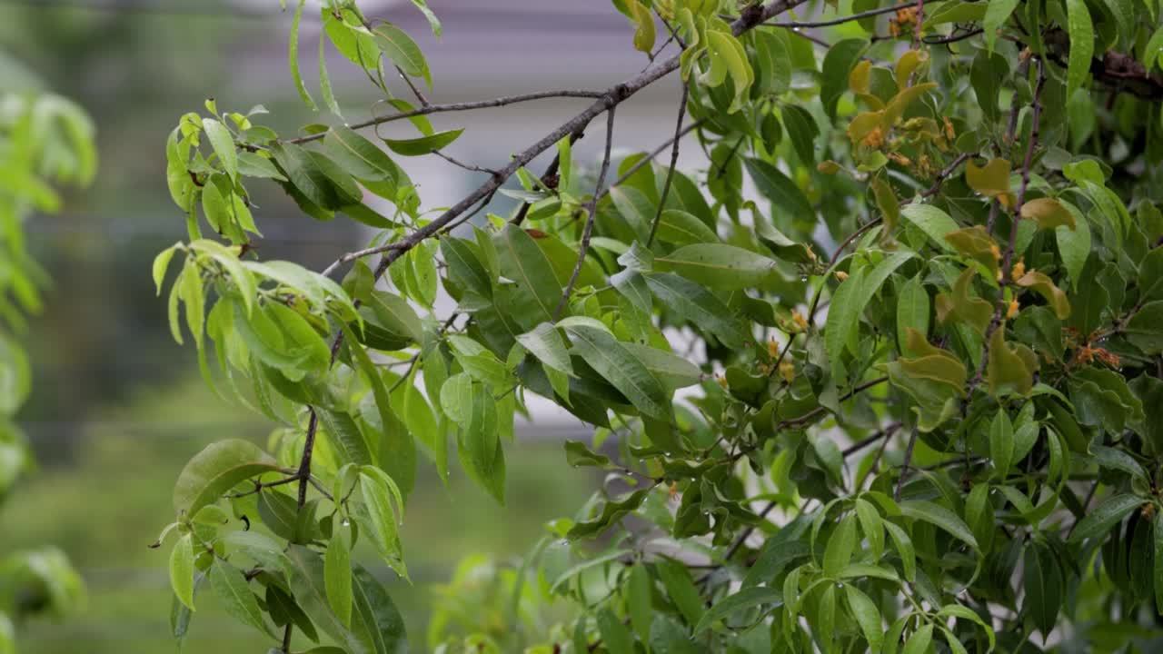 雨后，树上的绿叶被雨滴覆盖。视频素材