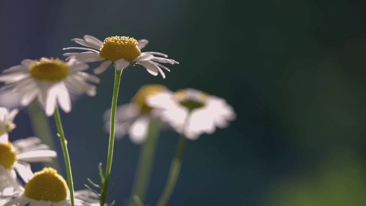 洋甘菊花与光线反射接近。医学洋甘菊在阳光下盛开的美丽自然景象。夏天的花。洋甘菊的背景。视频下载