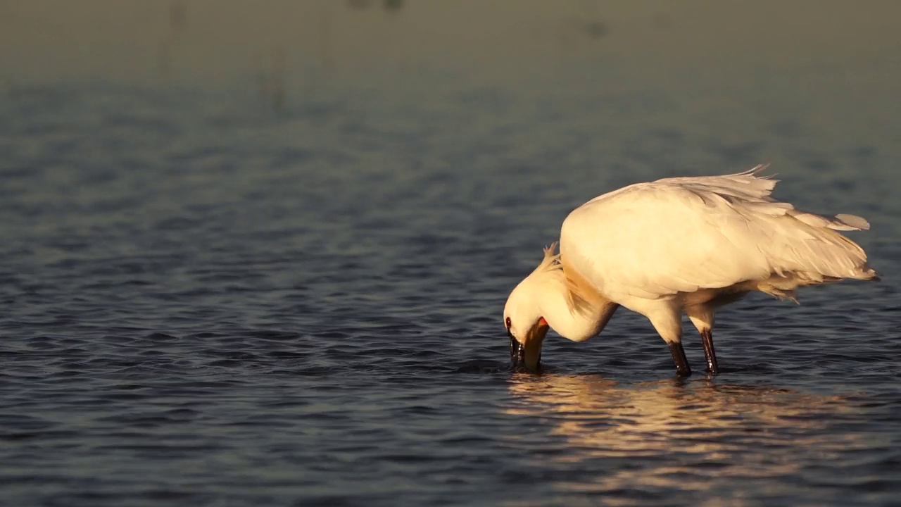 在湿地中觅食的琵鹭(白斑琵鹭)视频素材