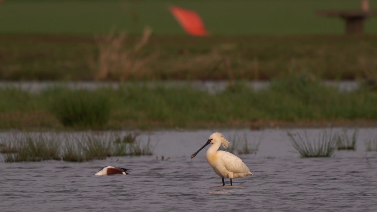 一只站在湿地上的琵鹭。视频素材