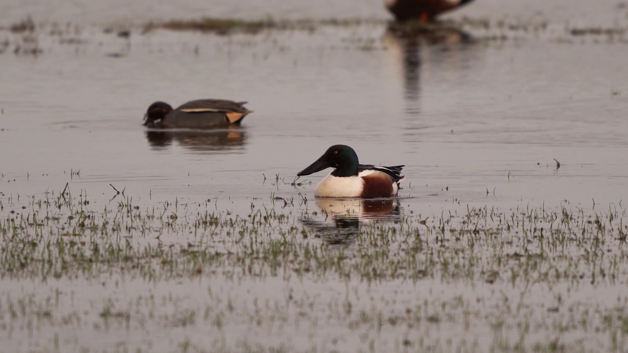 一只雄性北方铲手(铲子clypeata)坐在湿地上视频素材