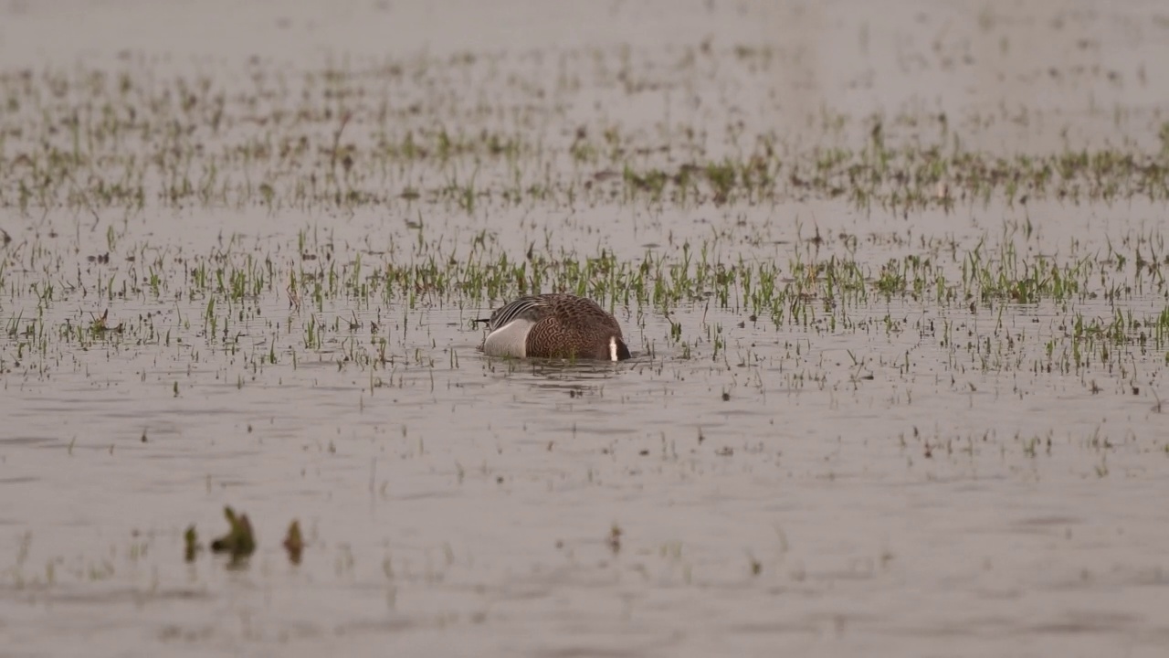 一只在湿地中觅食的雄性大雕视频素材