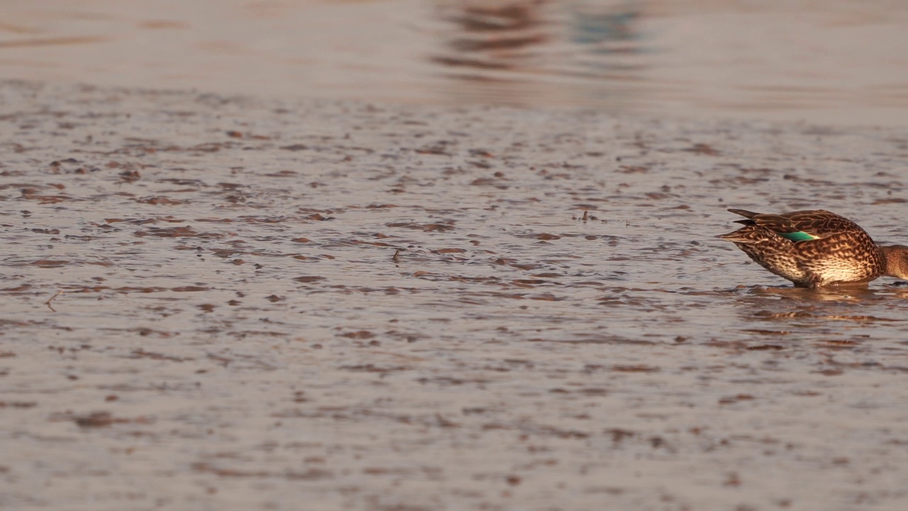 一只在泥滩上觅食的母鸭视频素材