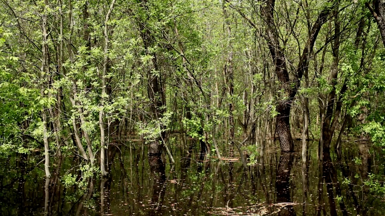 春季洪水时河水淹没落叶林。视频素材