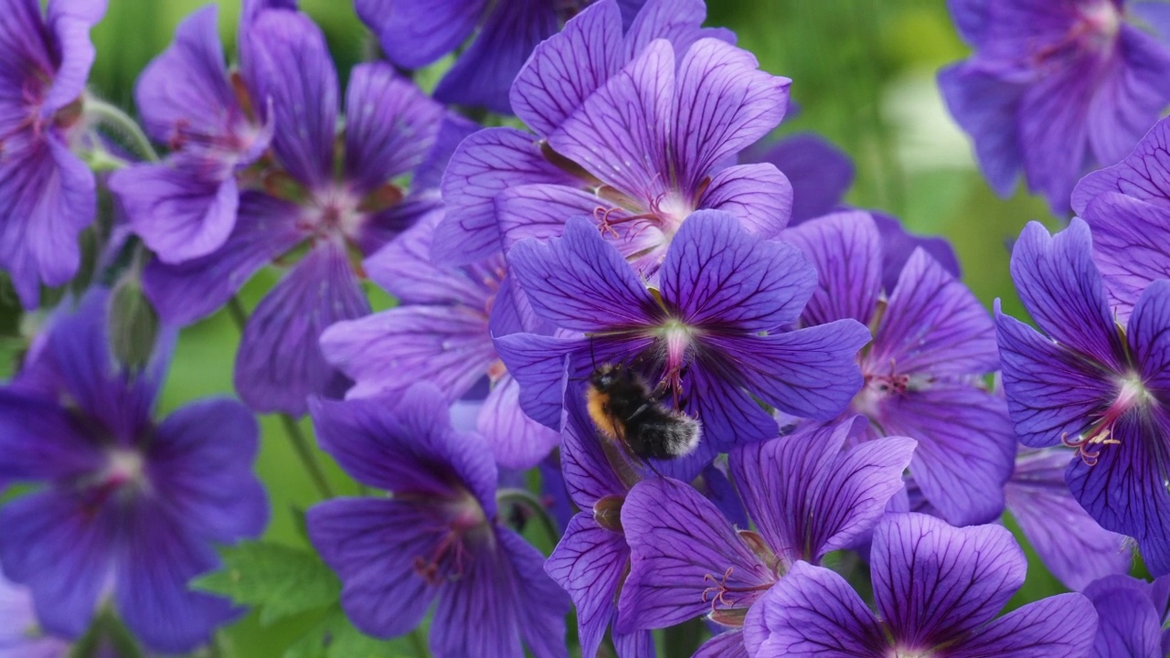 大黄蜂在天竺葵花在一个花园安布尔赛德，湖区，英国。视频素材