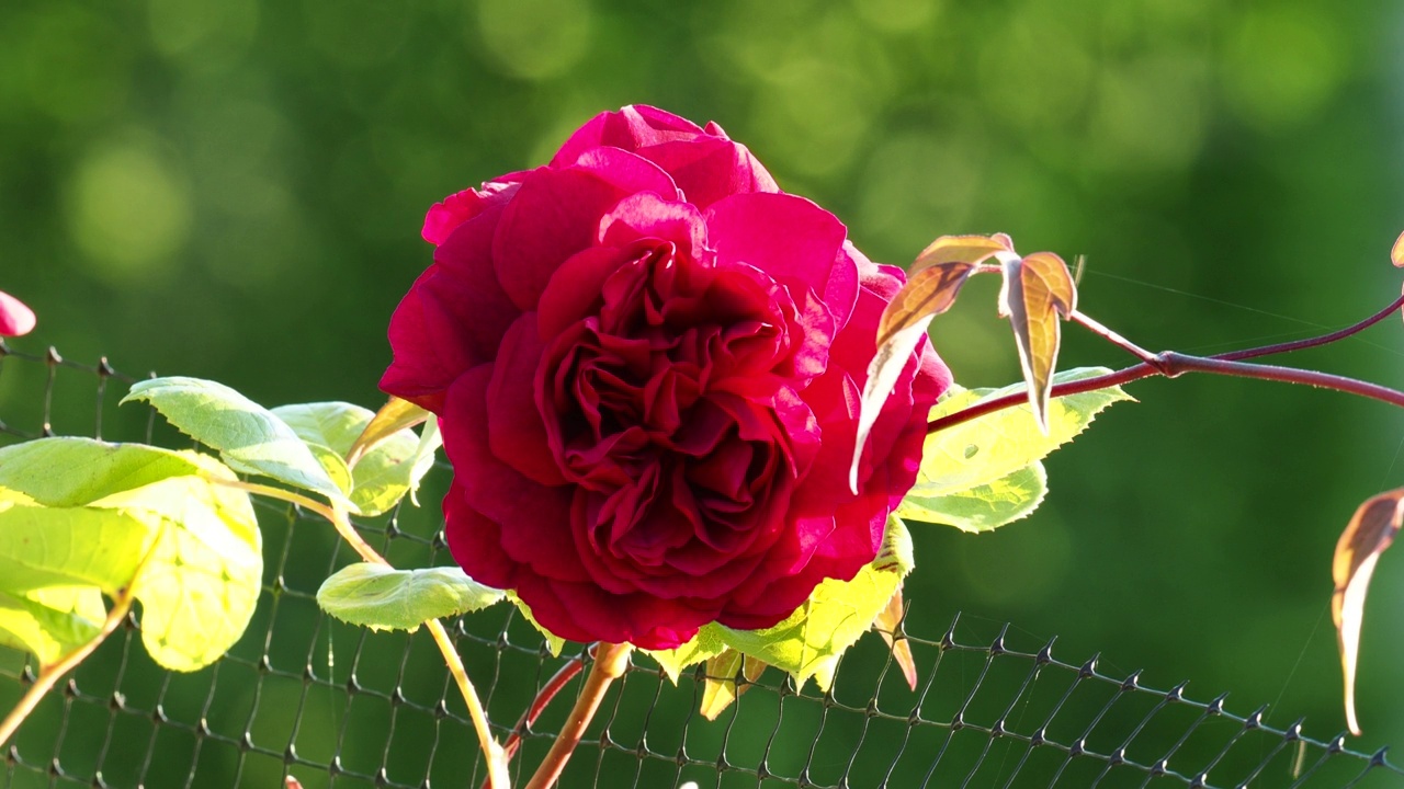 在安布尔赛德，湖区，英国的一个花园玫瑰在夕阳下背光。视频素材