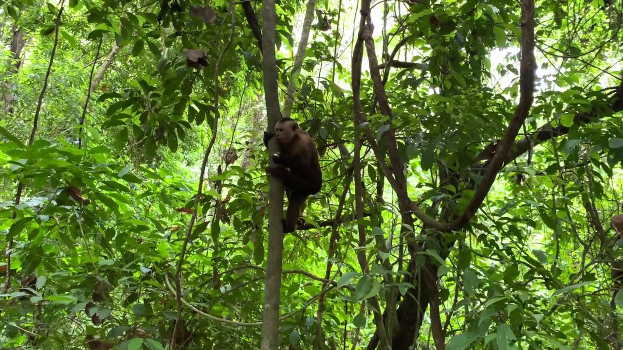 热带雨林中，一只猴子在树上吃水果。奇异森林里有趣的野生动物场景。视频素材