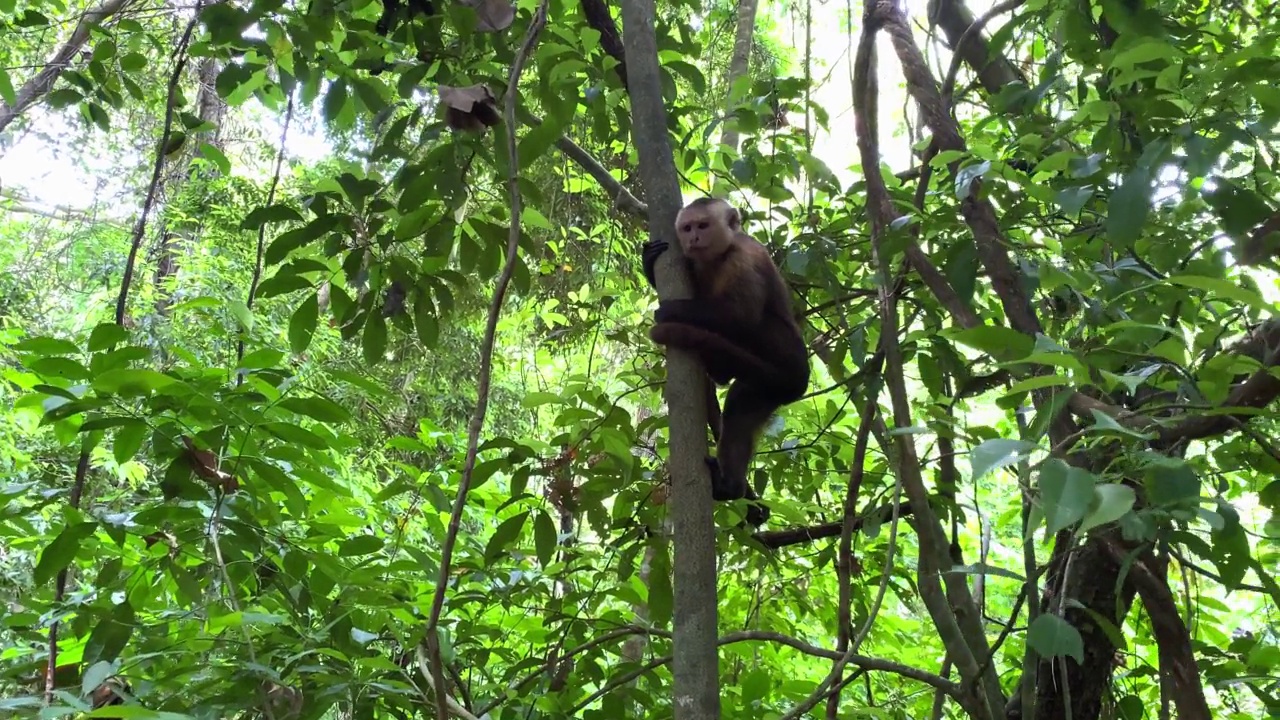 一只猴子在雨林里吃香蕉。奇异森林里有趣的野生动物场景。视频素材