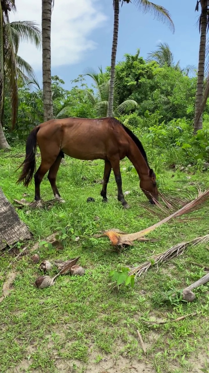 吃马的观点。泰罗那国家公园。哥伦比亚。视频素材