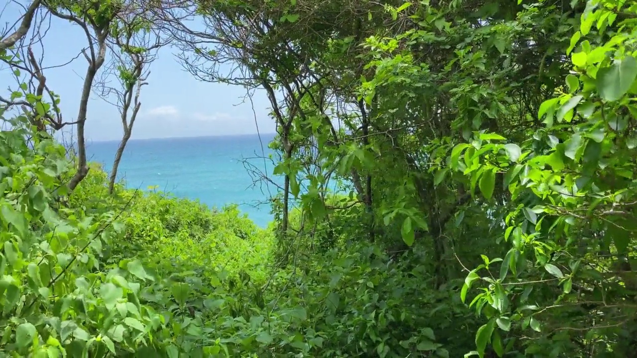 海洋背景的丛林场景视频素材