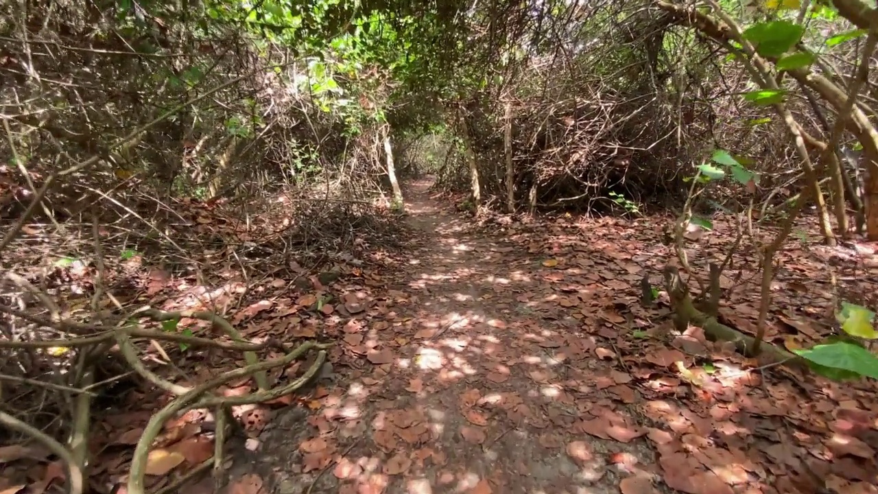 在哥伦比亚的雨林中，一条穿过茂密植被的道路。视频素材