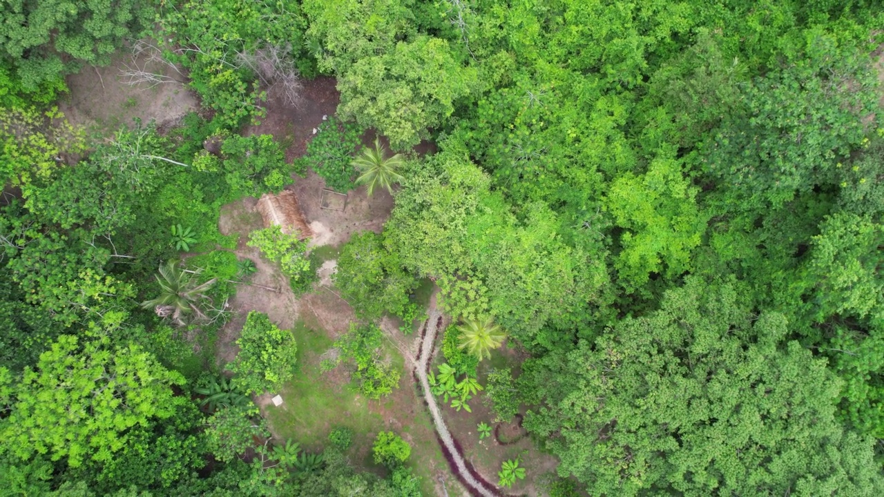 鸟瞰图，飞越热带雨林的树木视频素材