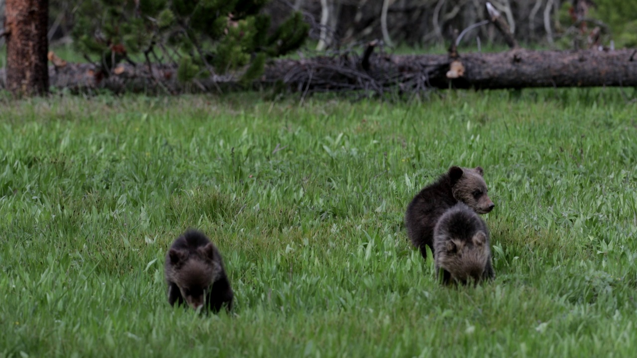 MS 4K拍摄了一只灰熊(Ursus arctos)与三只刚出生的幼崽在山艾树中行走。勃朗黛视频素材