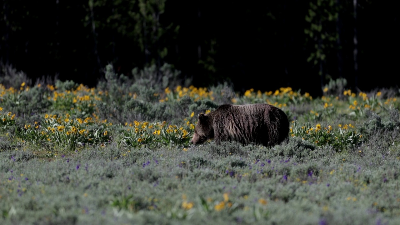 MS 4K拍摄了一只灰熊(Ursus arctos)与三只刚出生的幼崽在山艾树中行走。勃朗黛视频素材