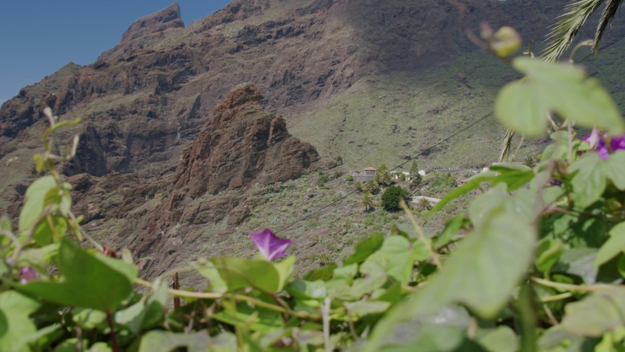 俯瞰马斯卡峡谷和村庄。前景的叶子和紫色的花，特内里费岛，加那利群岛，西班牙视频素材