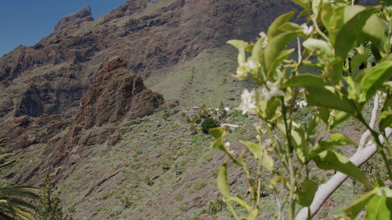 俯瞰马斯卡峡谷和村庄。在西班牙加那利群岛的特内里费岛，前景是一棵柠檬树在开花视频素材