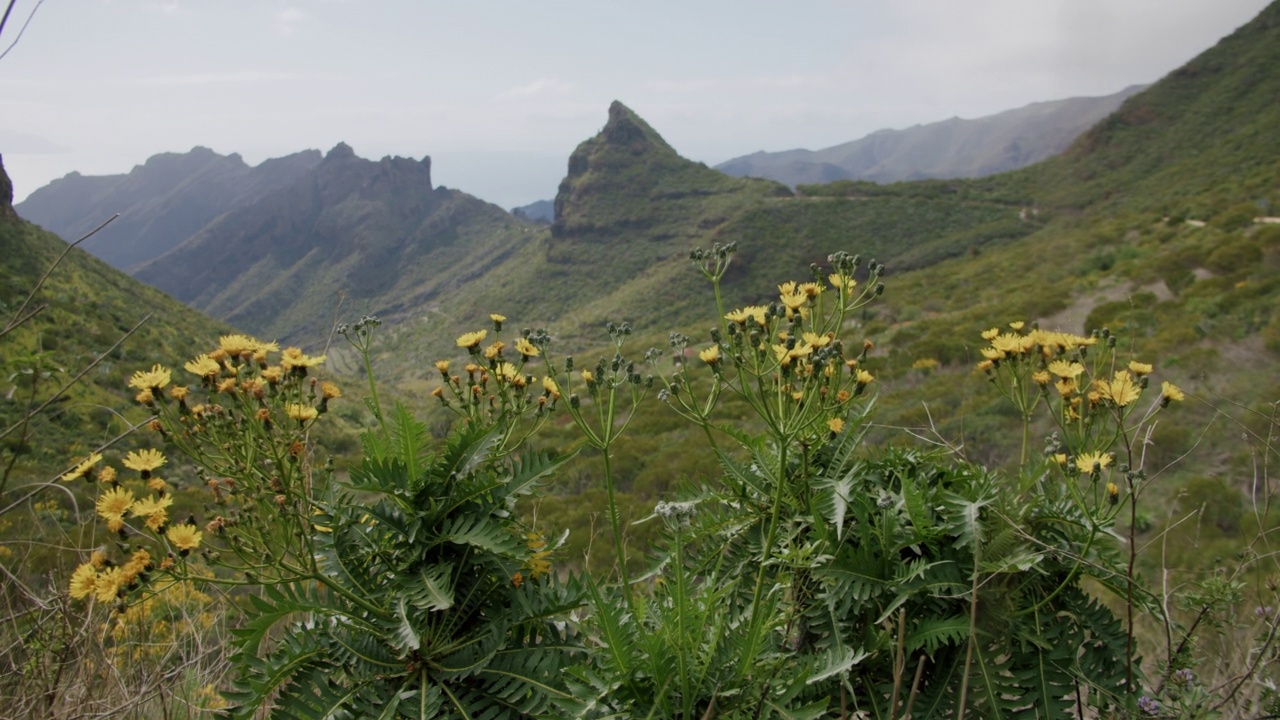 马斯卡山谷黄色的花在前景。西班牙特内里费,加那利群岛视频素材
