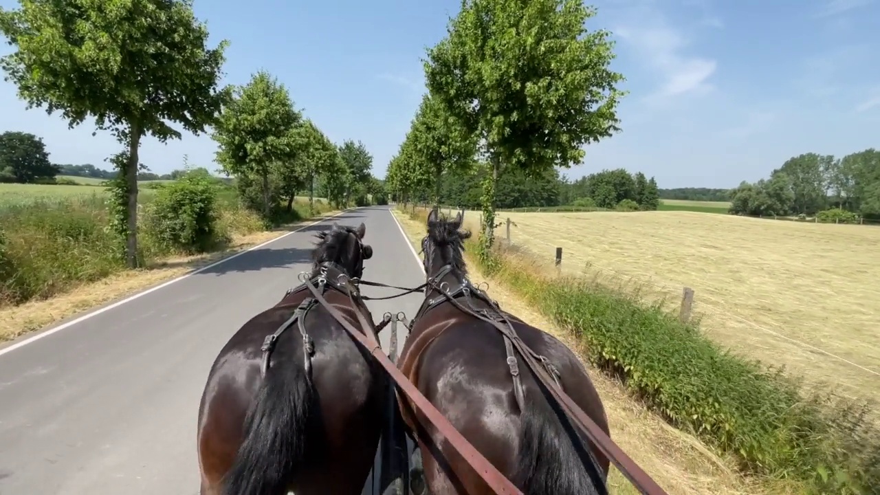 两匹马在马车前面视频素材