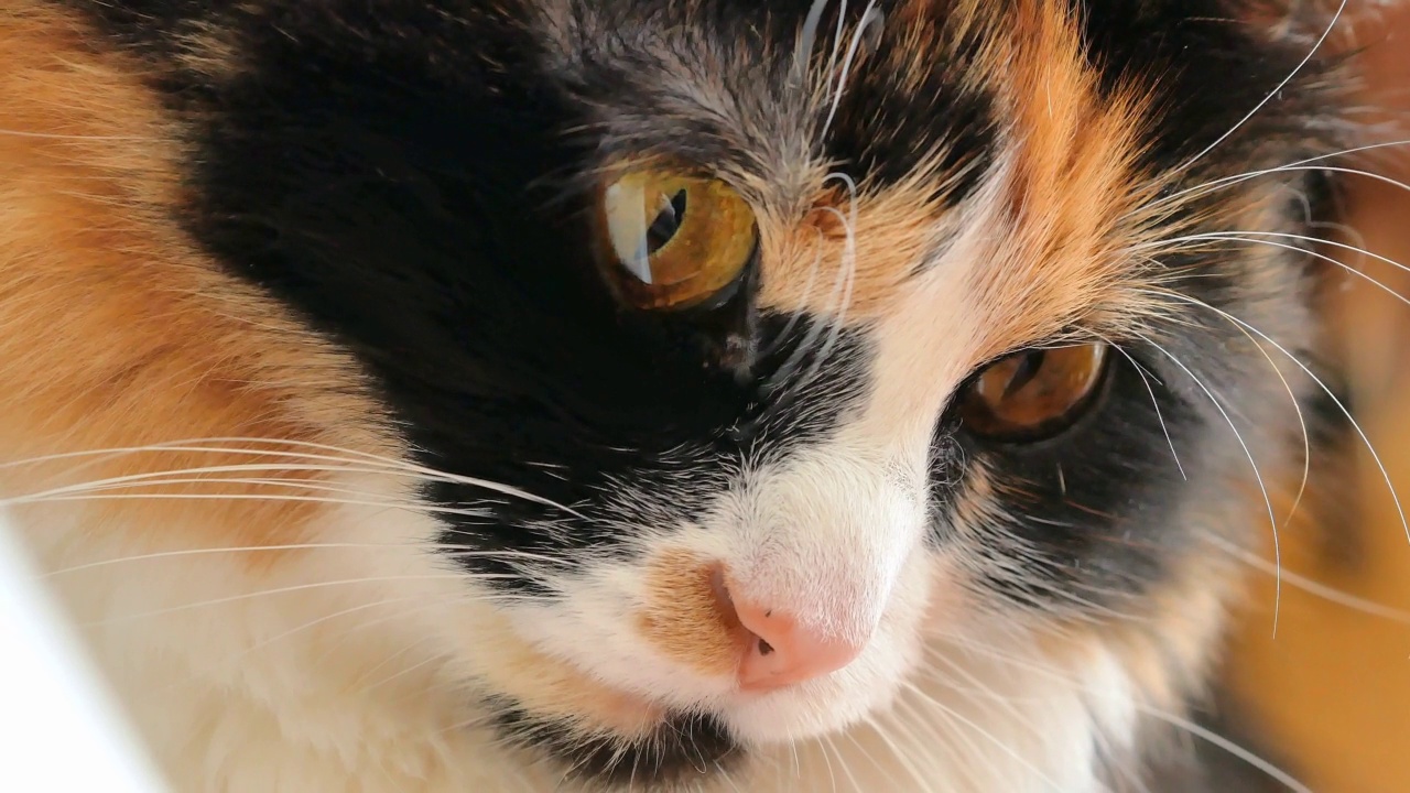 一只三色毛绒绒的猫的嘴巴，低头看着大大的黄眼睛，长长的白胡子视频素材