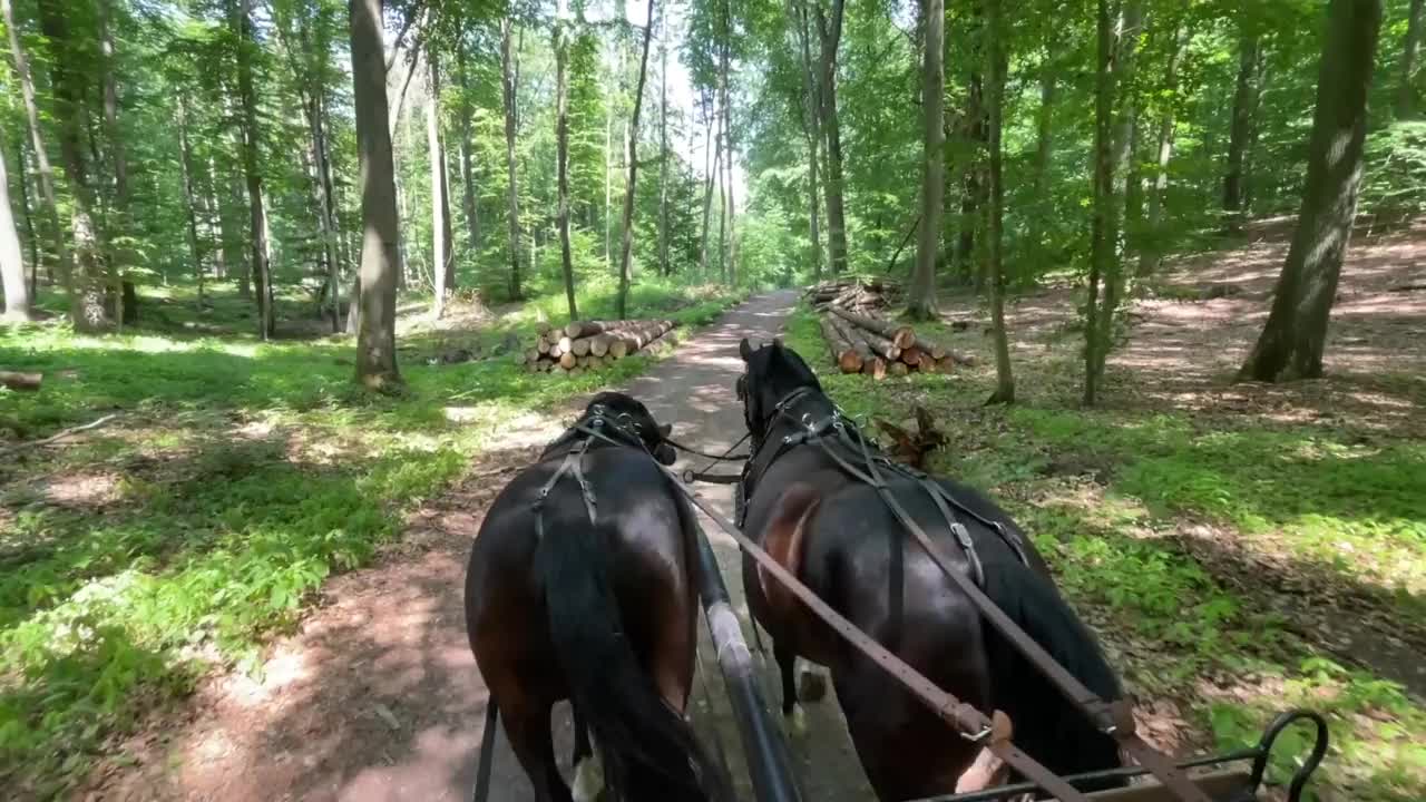 两匹马在马车前面视频素材