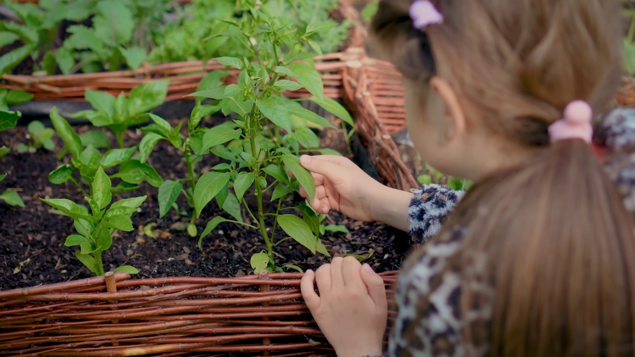 特写女孩的手检查蔬菜芽从潮湿的地面在家里的花园视频素材