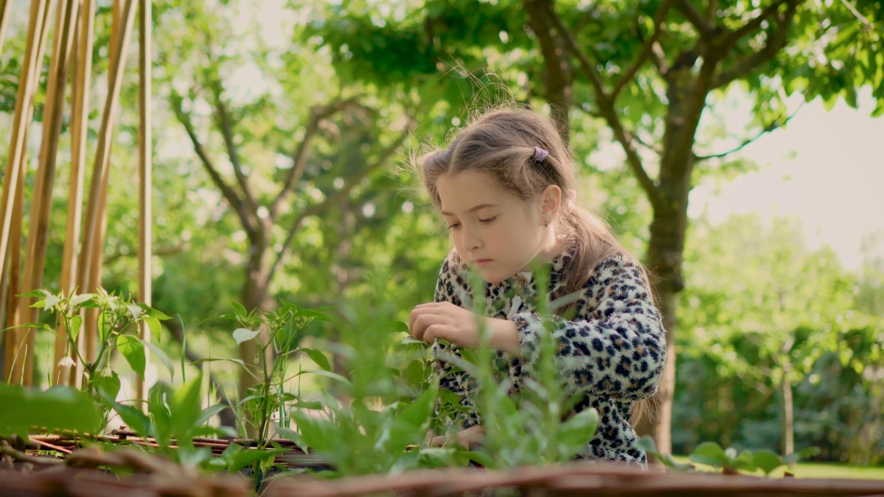 小女孩看着从家里花园的湿地上长出的蔬菜芽视频素材