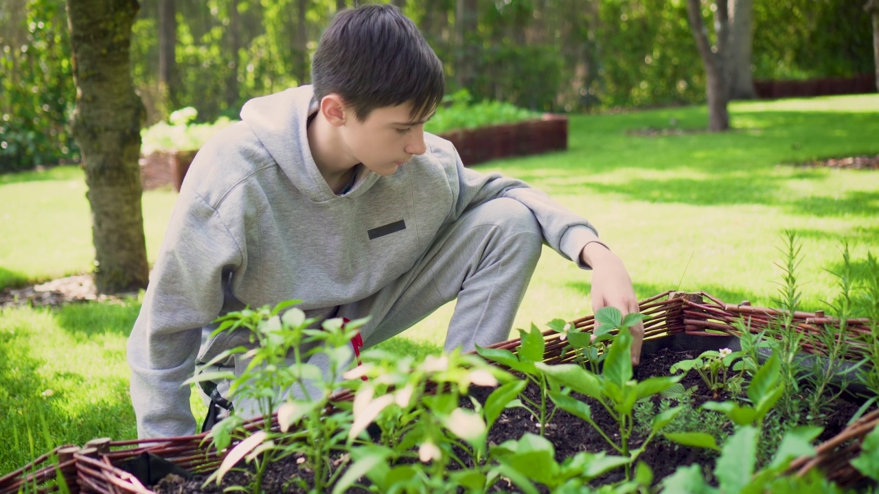 可爱的小男孩在自家花园里检查蔬菜芽视频素材