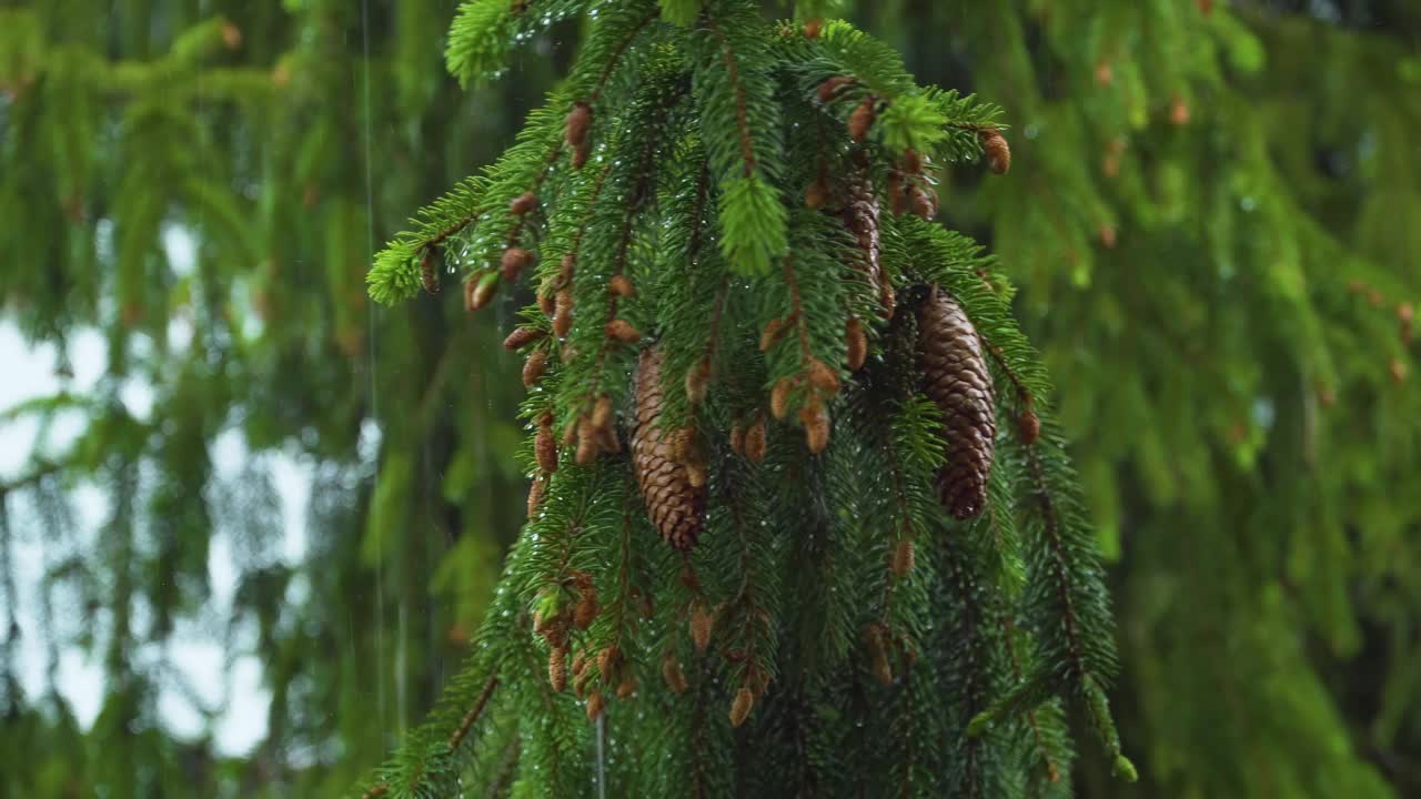 大雨滴落在森林中的松树上视频素材