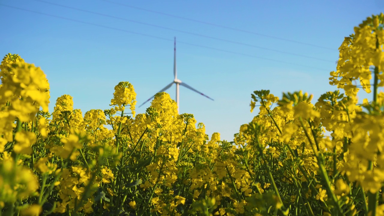 特写盛开的黄色油菜籽田与高风车涡轮发电机的背景视频素材