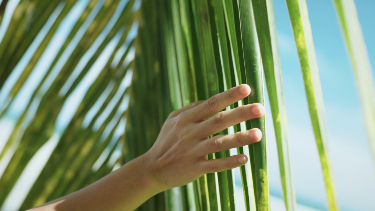 B卷-特写女人的手轻轻触摸热带椰子棕榈叶摇曳在风中与阳光，暑假的概念。视频素材