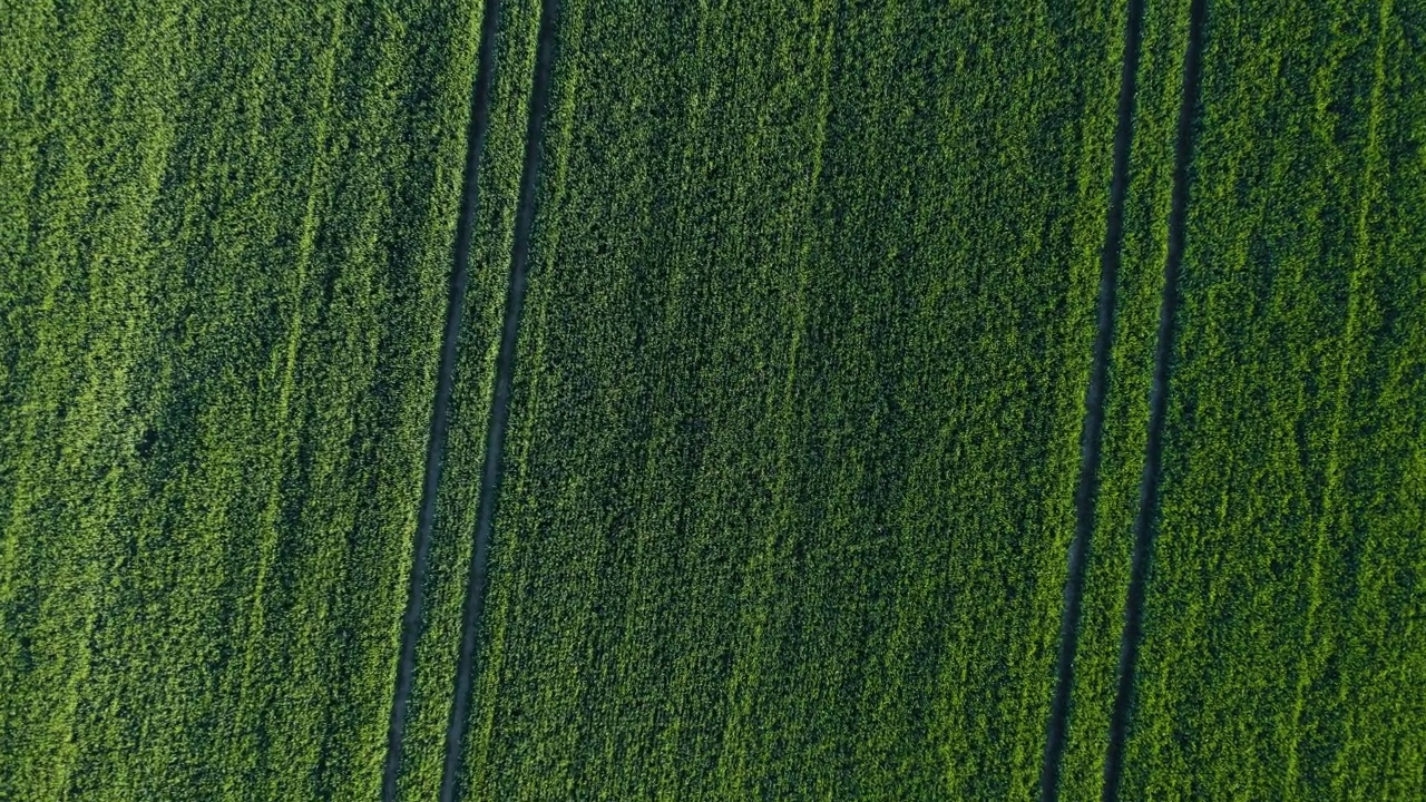 从上往下看，绿色的田野在种植小麦作物与拖拉机轨道在春天视频素材