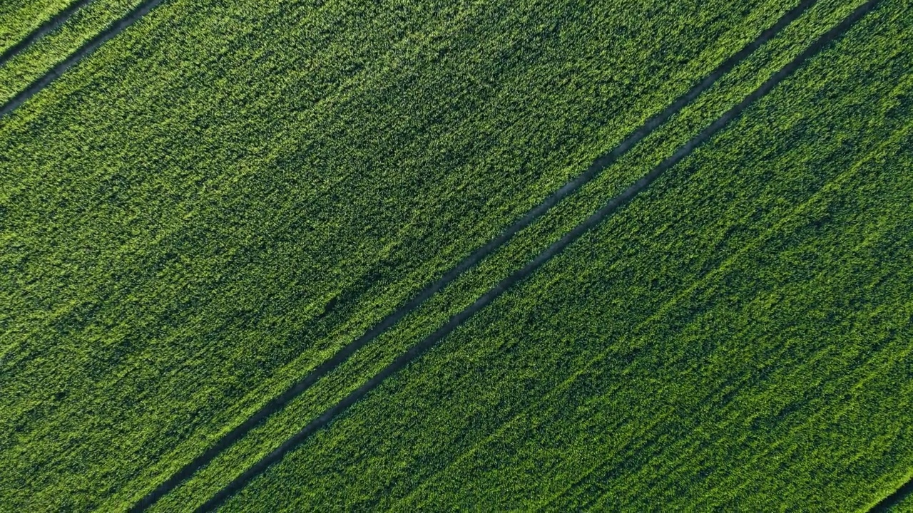 春季用拖拉机履带种植大麦株系的绿色农田视频素材