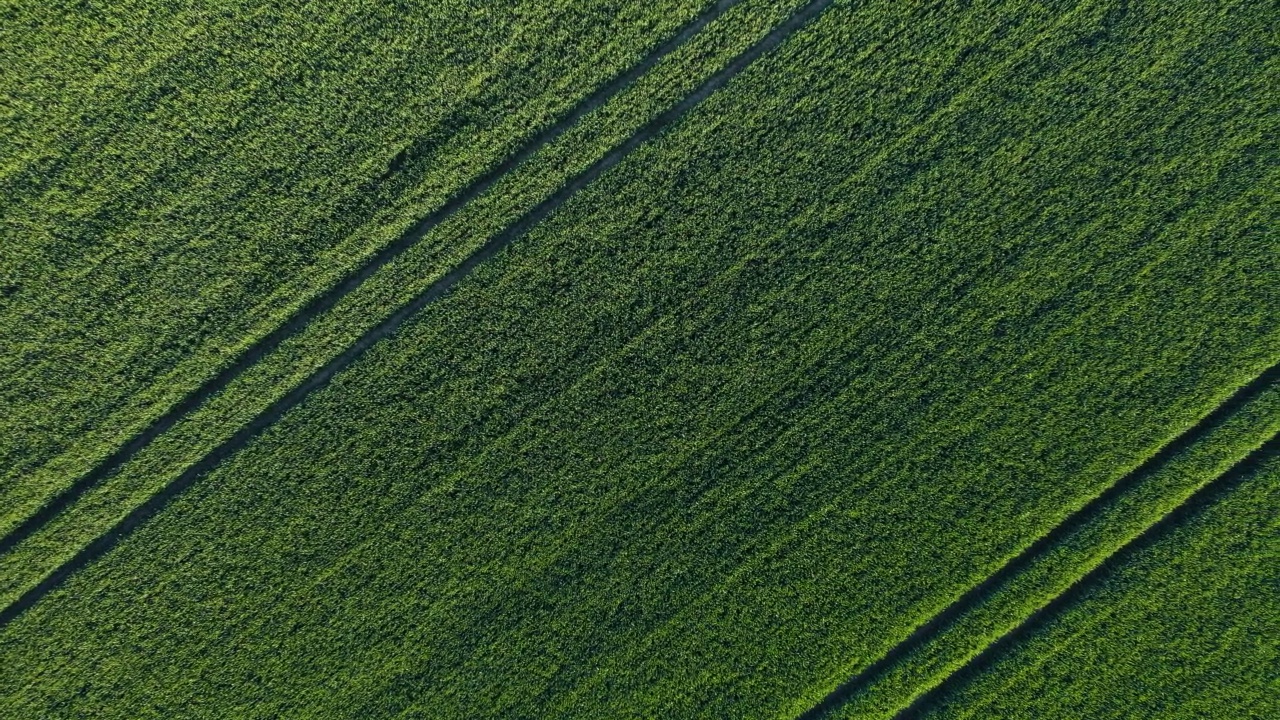 夏季用拖拉机履带种成株系黑麦作物的绿色农田视频素材