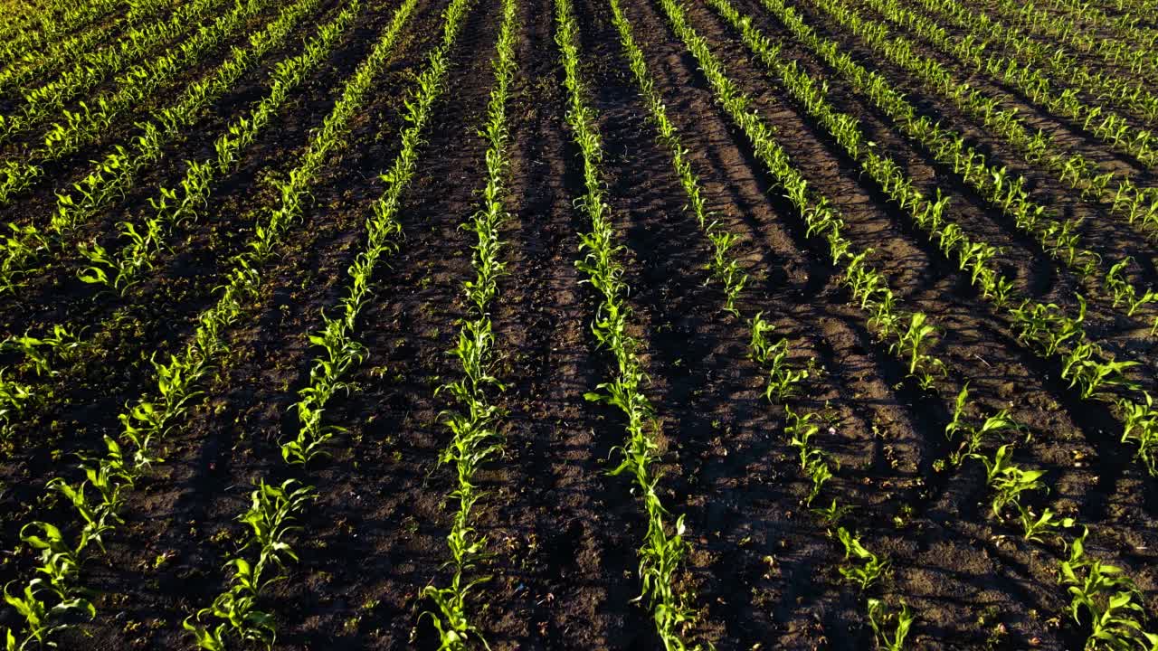 美丽的生长在一排排的玉米田在春天视频素材
