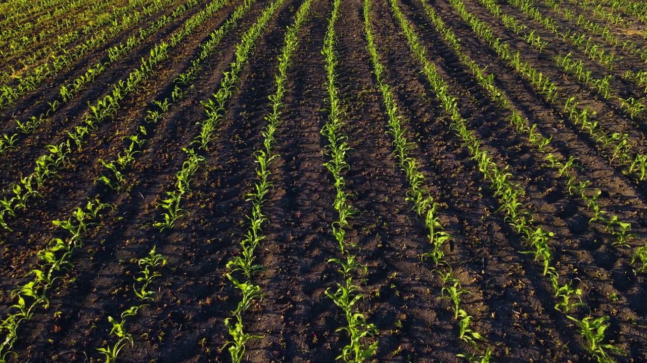 玉米地里绿色生长的玉米芽视频素材