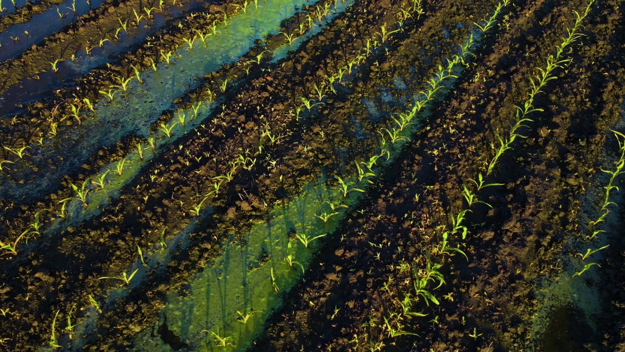 春天，大雨过后的水坑在玉米地里成排生长的玉米上视频素材