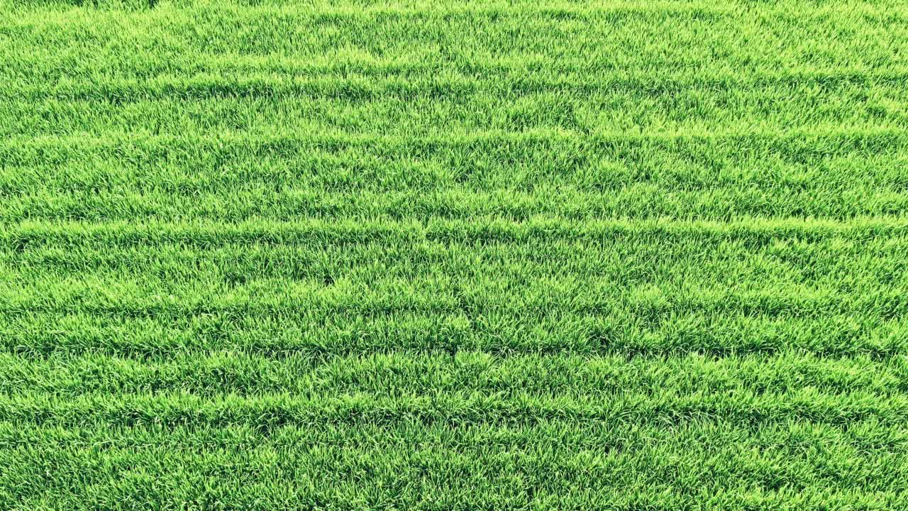 绿色的麦田在春天视频素材