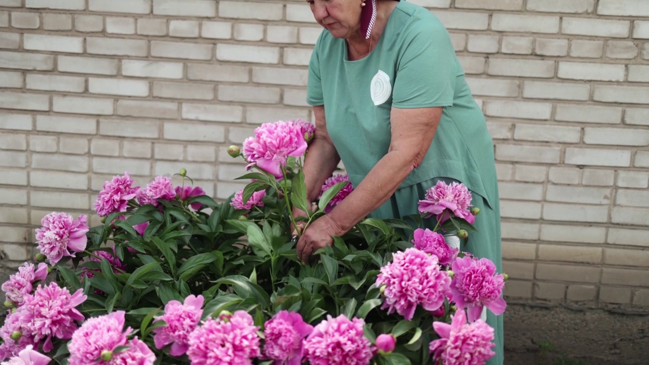 高加索成年妇女照顾鲜花，在花园里采摘一束花视频素材