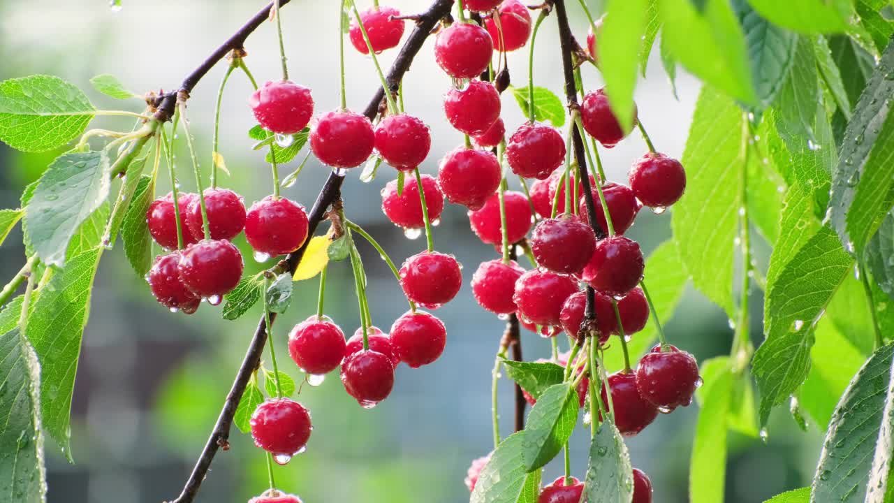 大雨中，花园里的树上挂着红色的甜樱桃。水滴在有机成熟的水果在农村的花园。雨后的樱桃园。雨园艺收获慢动作特写视频素材