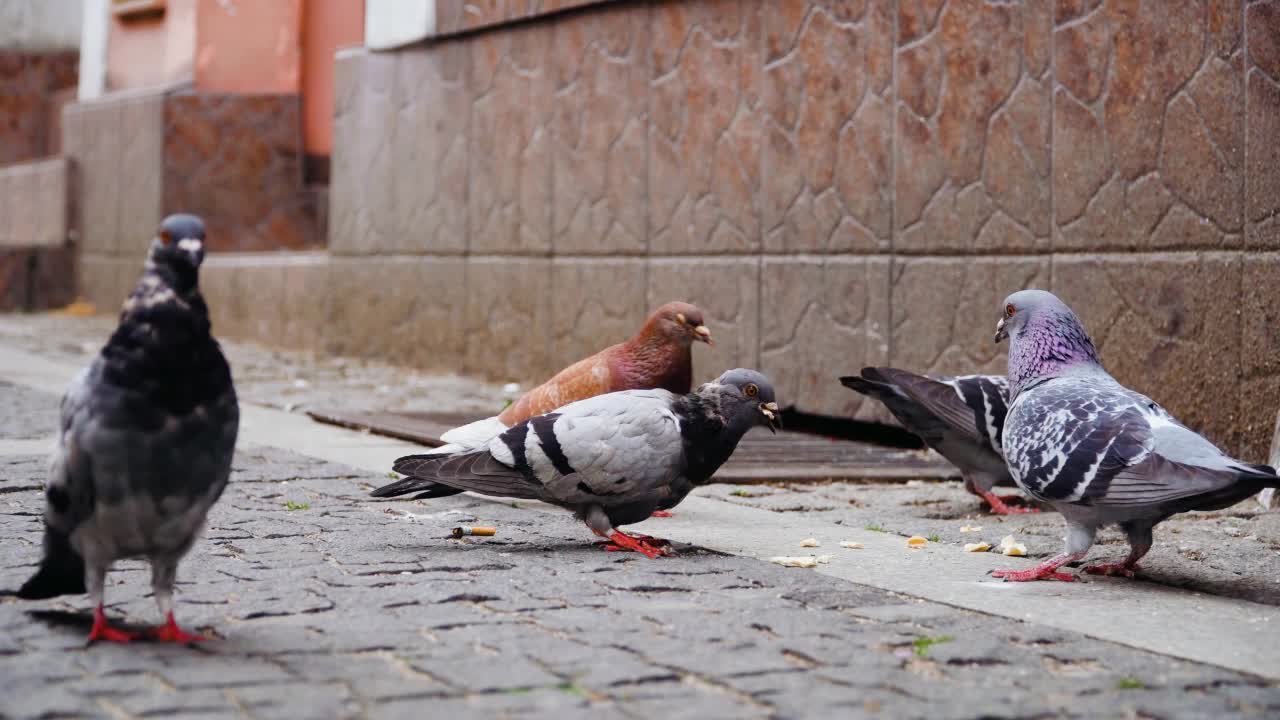 成群的城市大鸽子啄食人行道上的面包屑视频素材