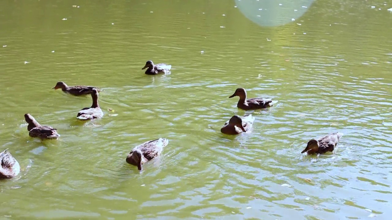 秋天，一群鸭子在公园的湖里游泳视频素材
