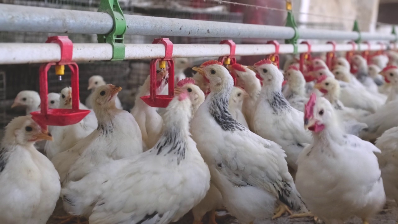 养鸡场采用奶嘴供水系统饮水视频素材