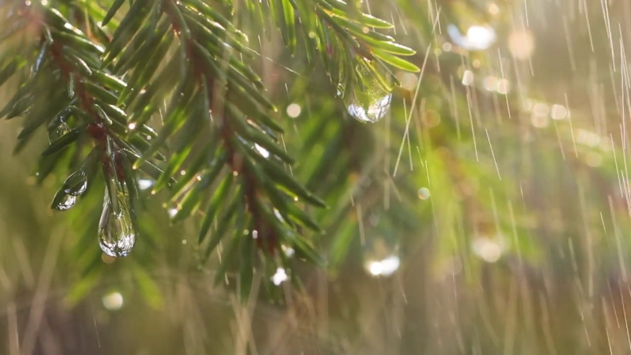 晴天下雨。特写雨的背景常绿云杉枝。视频素材