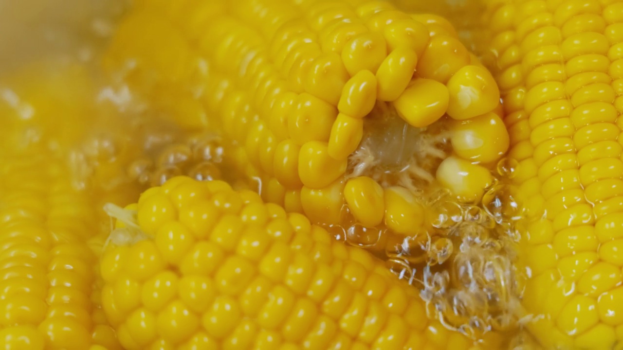 把玉米棒放在开水里煮。玉米已成为世界许多地区的主食，玉米的总产量超过了小麦和水稻。视频素材