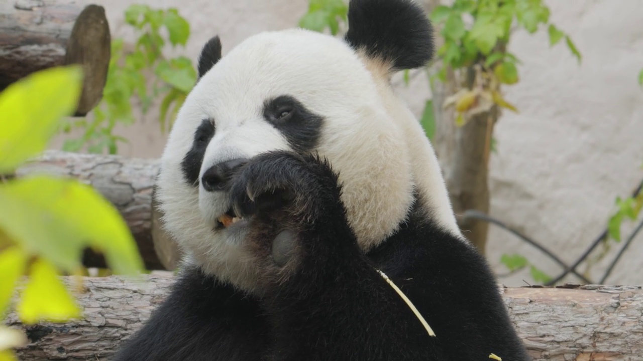 大熊猫(Ailuropoda melanoleuca)也被称为熊猫或简称熊猫，是一种原产于中国中南部的熊。视频下载