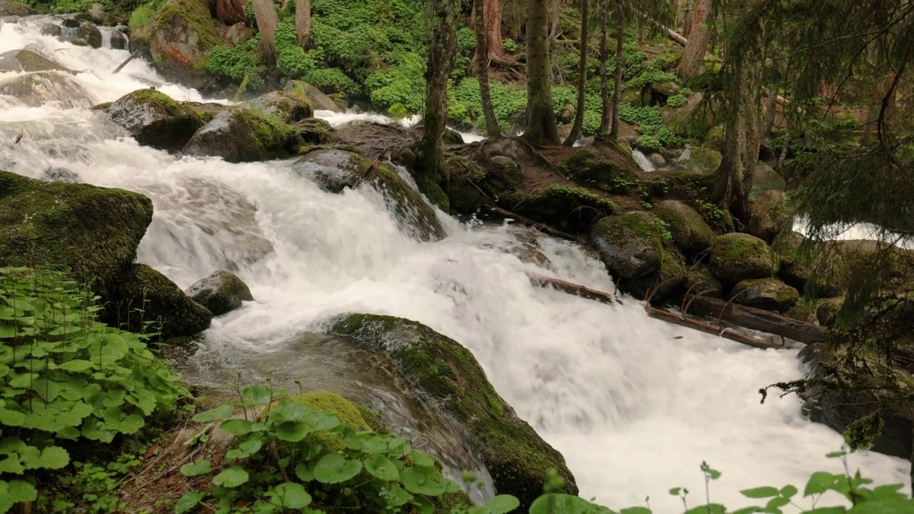 山河在树林里。美丽的野生动物景观。视频素材