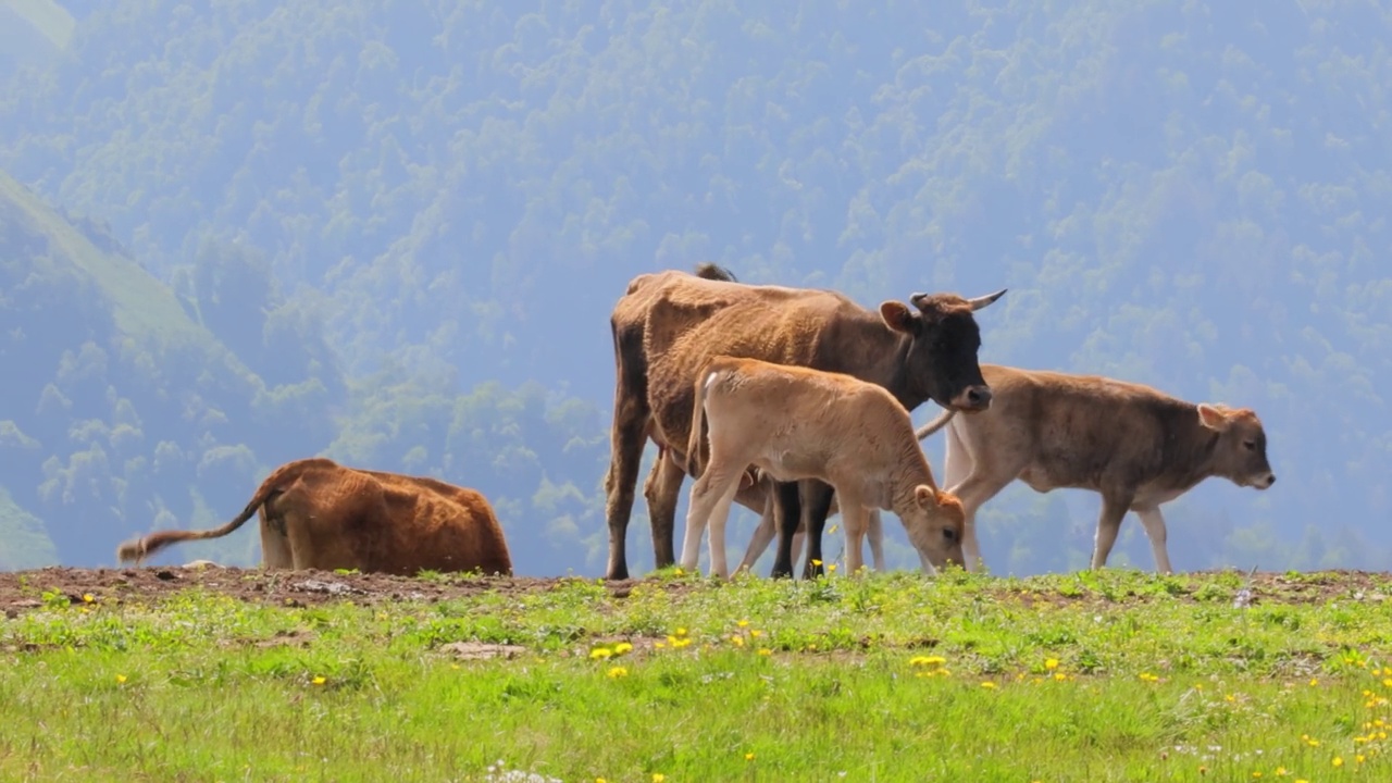 牛群一起在田里吃草。奶牛冲进镜头。视频素材